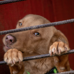 Dog scared in kennel (2)