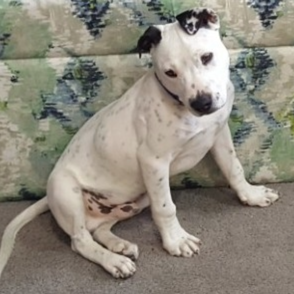 Foster Carers