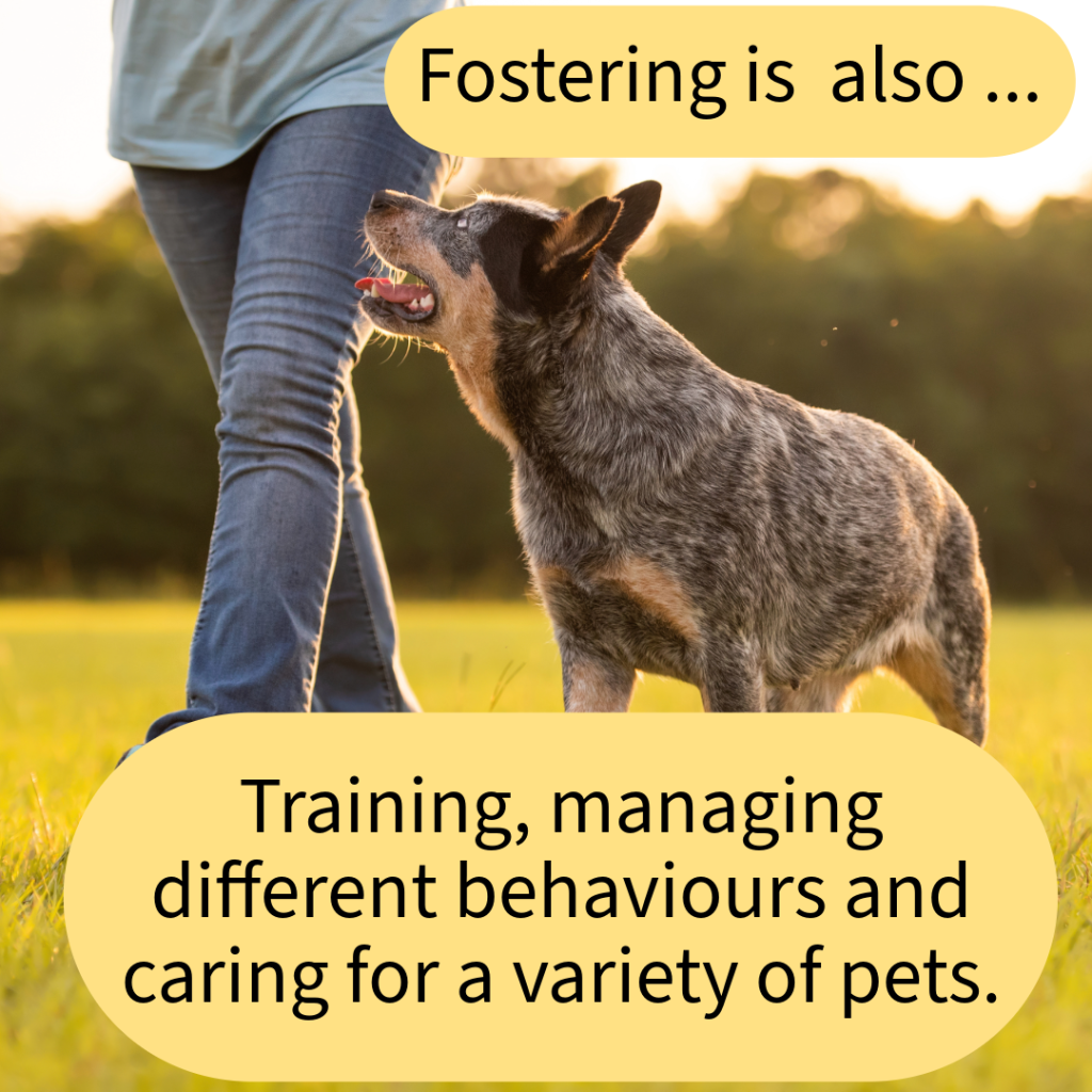 Foster Carers