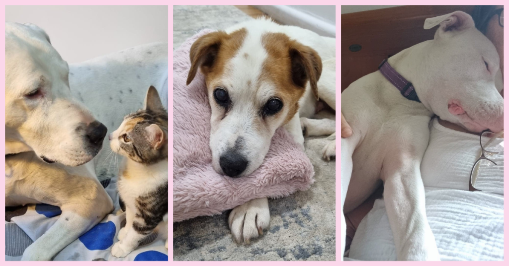 PetStar Australia