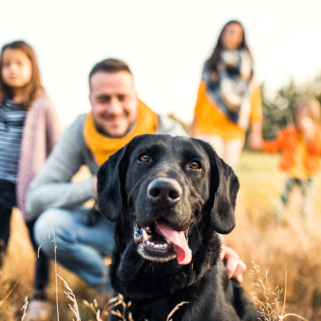 Foster Carers