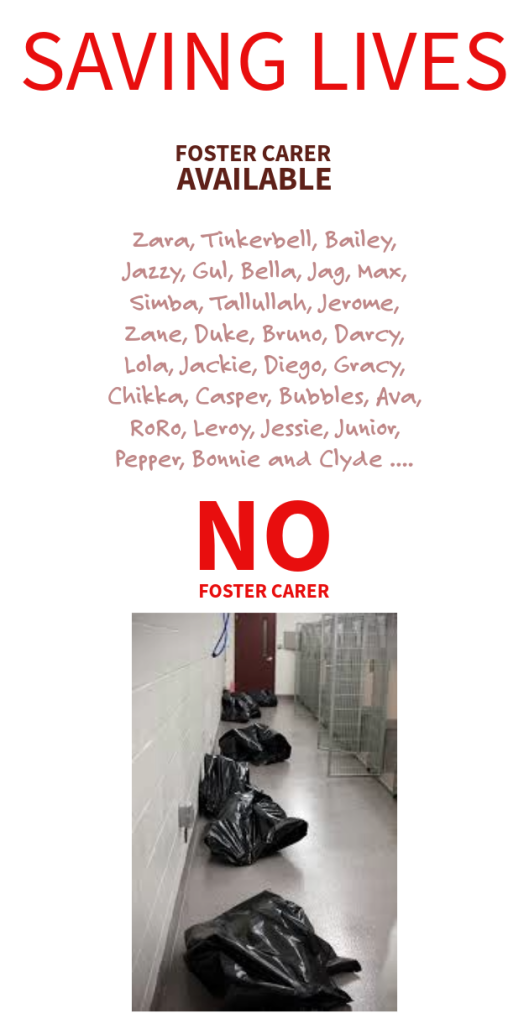 A Foster Carer's Journey