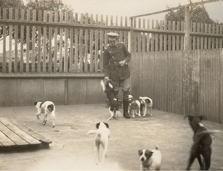 Rescue Animals