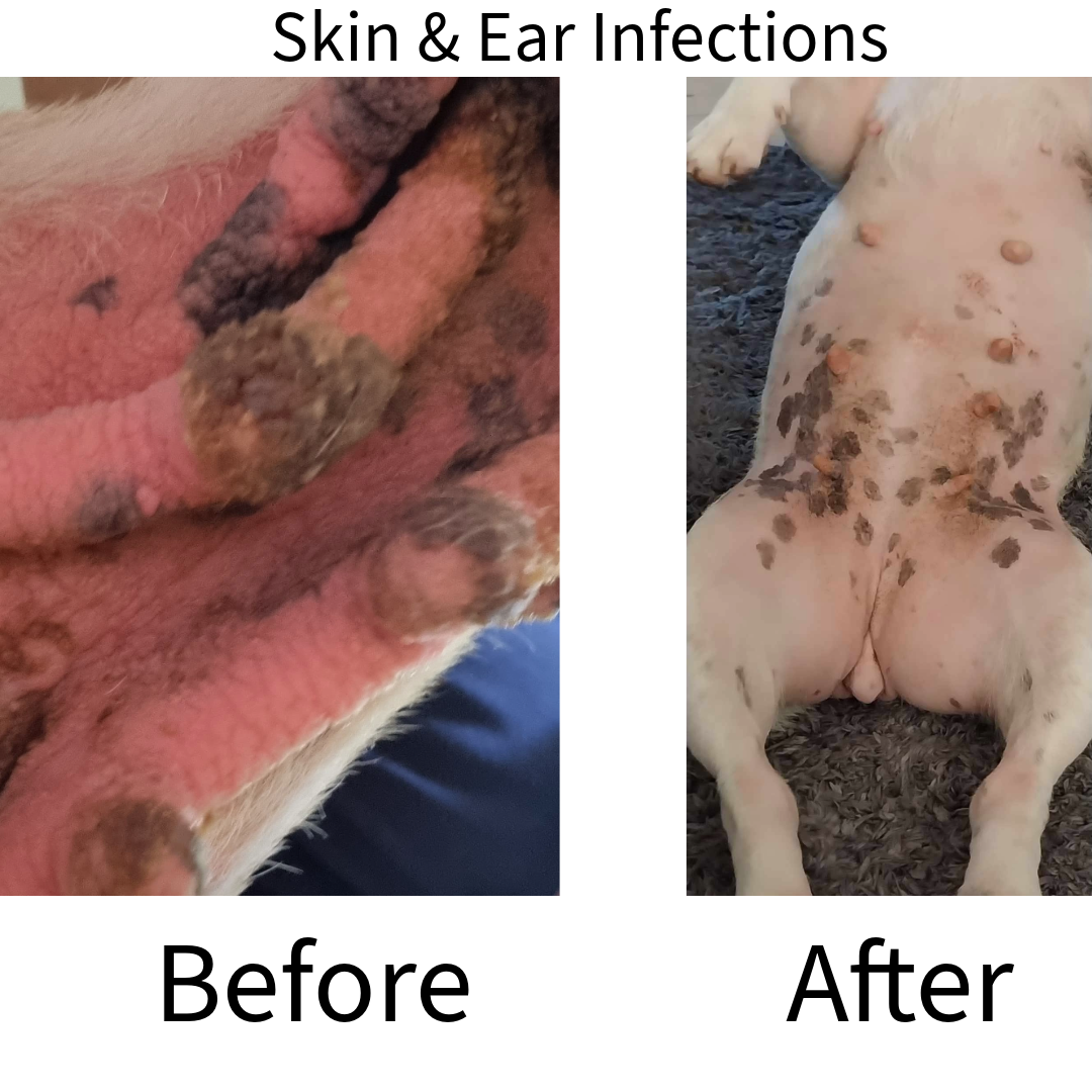 Bailey before and after