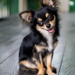 Chihuahua (Long Coat)1