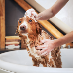 Dog wash Dog wash
