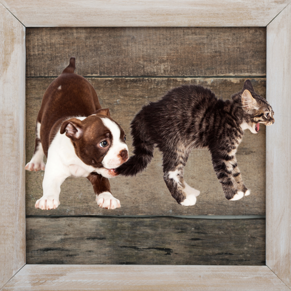 Pet Care and Training