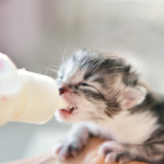 bottle feeding kitten