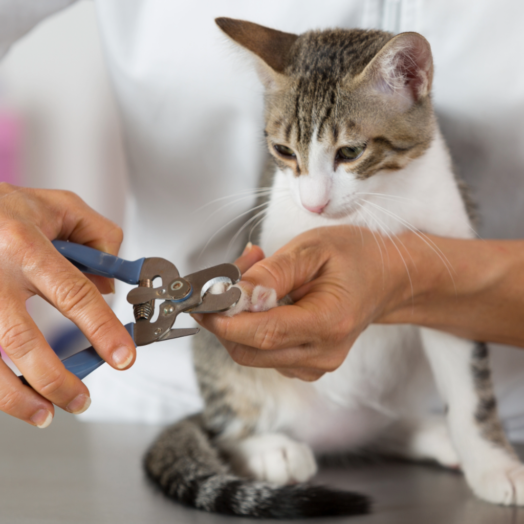 Pet Grooming