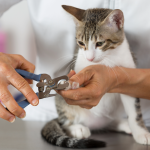 cat care cat care