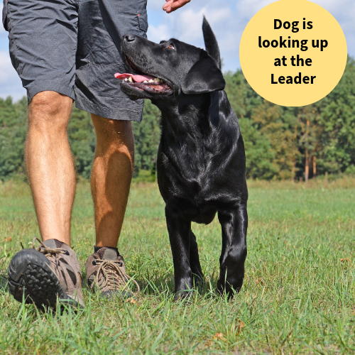Pet Care and Training