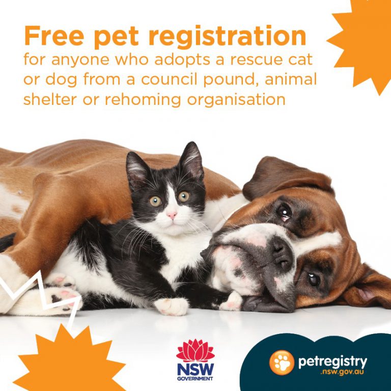 Check the Microchip and Registration