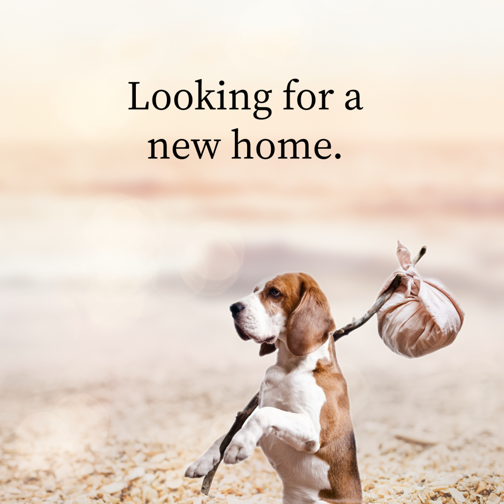 Step by Step Rehoming