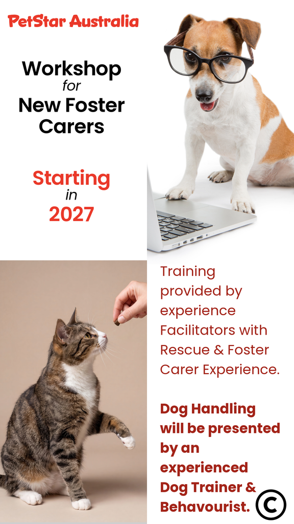 New Foster Carer's Workshop